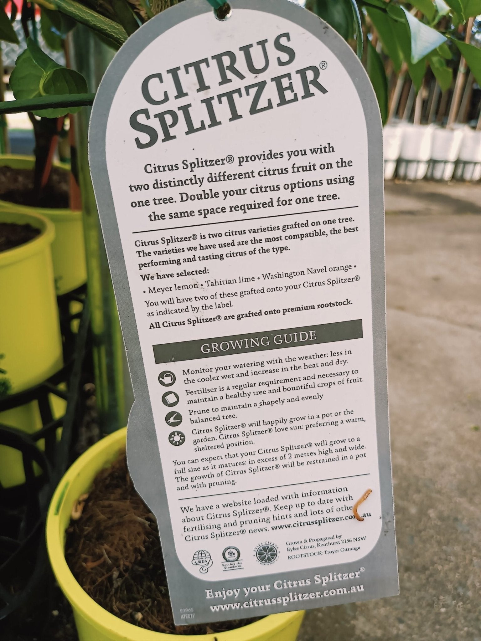 Lemon & Lime Tree (QLD Only) - Ladybird Nursery