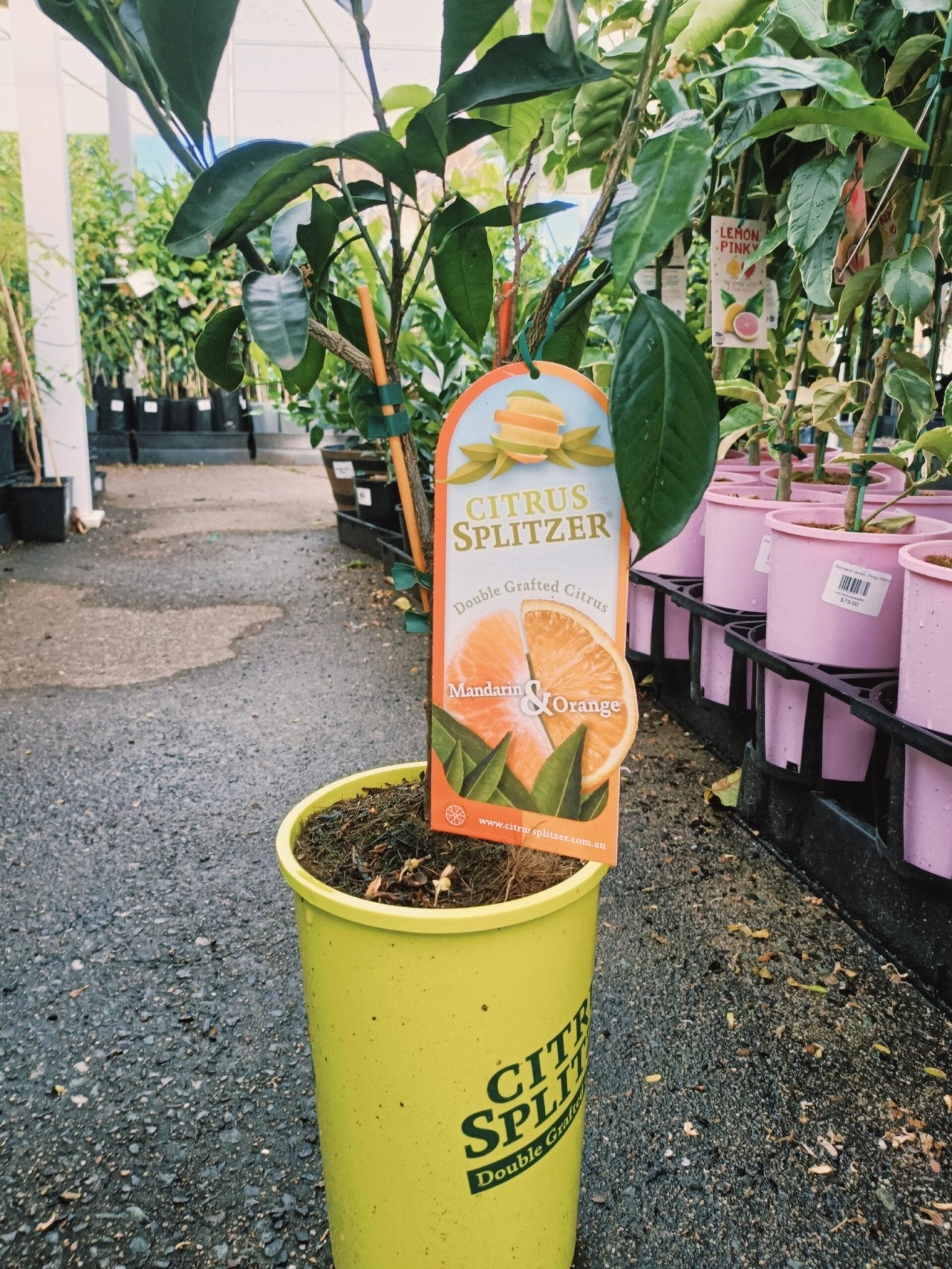 Japanese Seedless Mandarin and Navelina Orange Tree - Ladybird Nursery