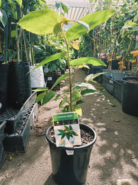 Ice Cream (Panama) Berry