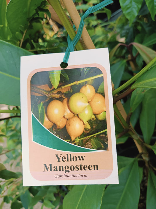 Yellow Mangosteen (Garcinia tinctori)