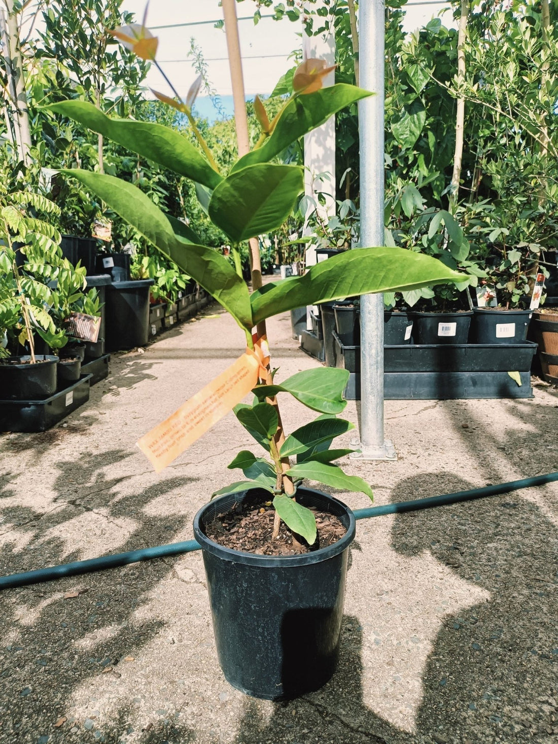 Wax Jambu Red - Ladybird Nursery