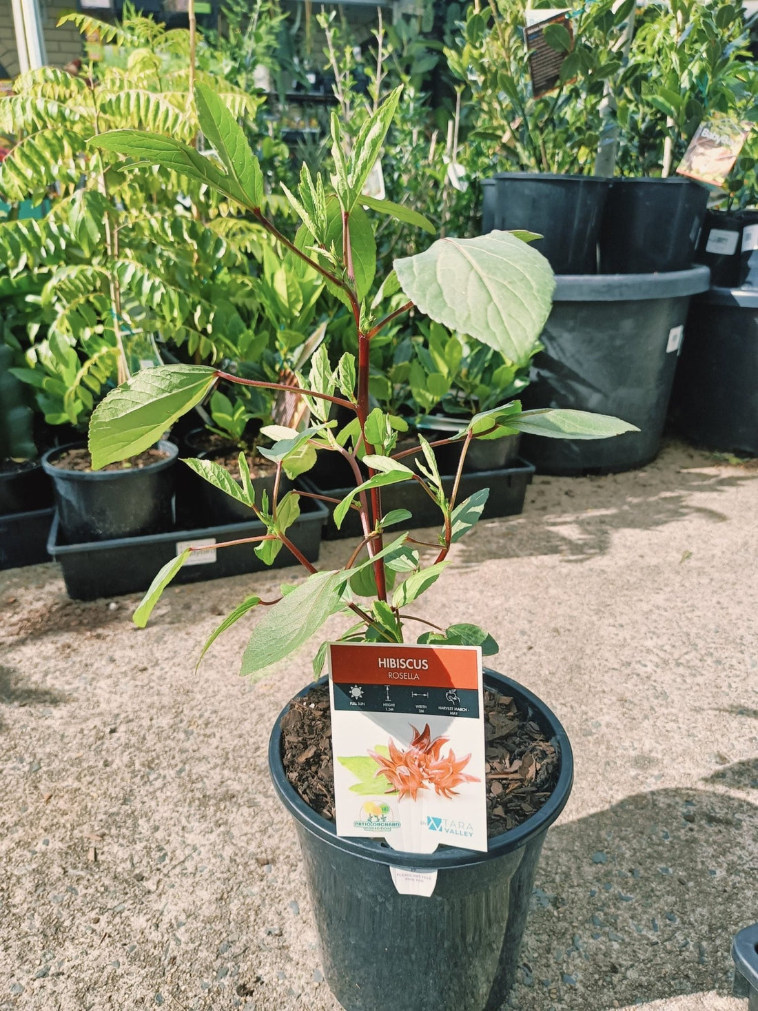 Rosella Plant (Hibiscus sabdariffa) - Ladybird Nursery