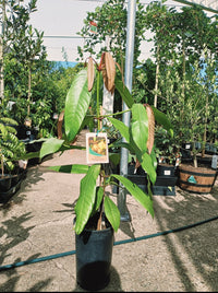 YellowMangosteen(Garcinia tinctori)