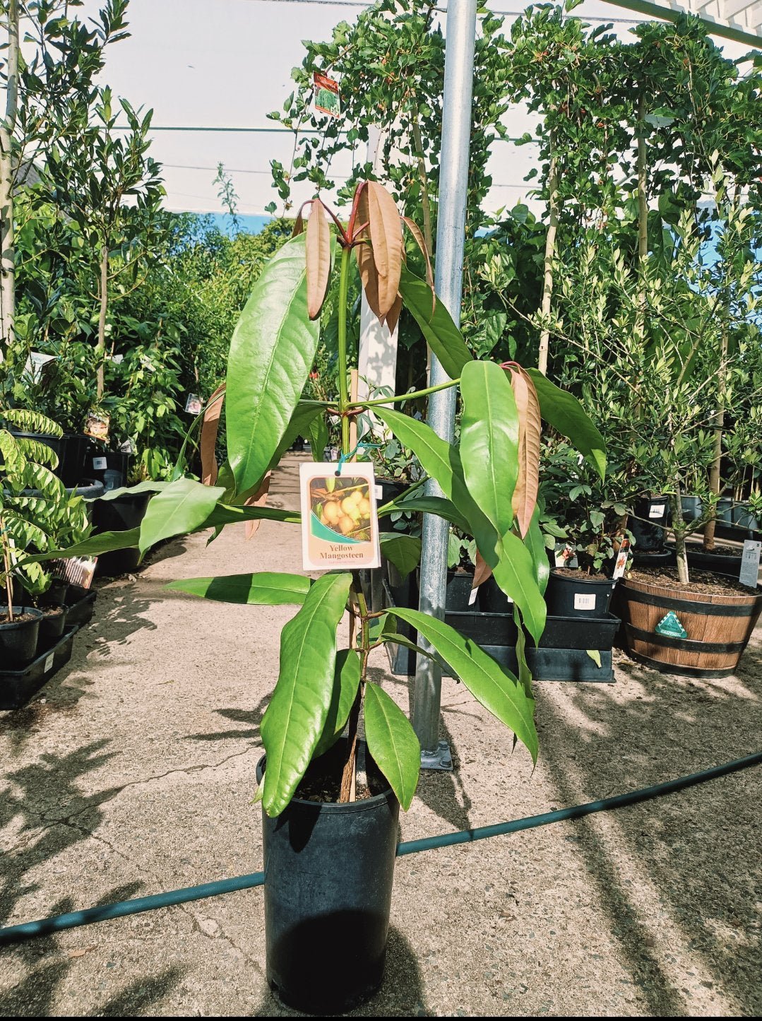 Yellow Mangosteen (Garcinia tinctori) - Ladybird Nursery