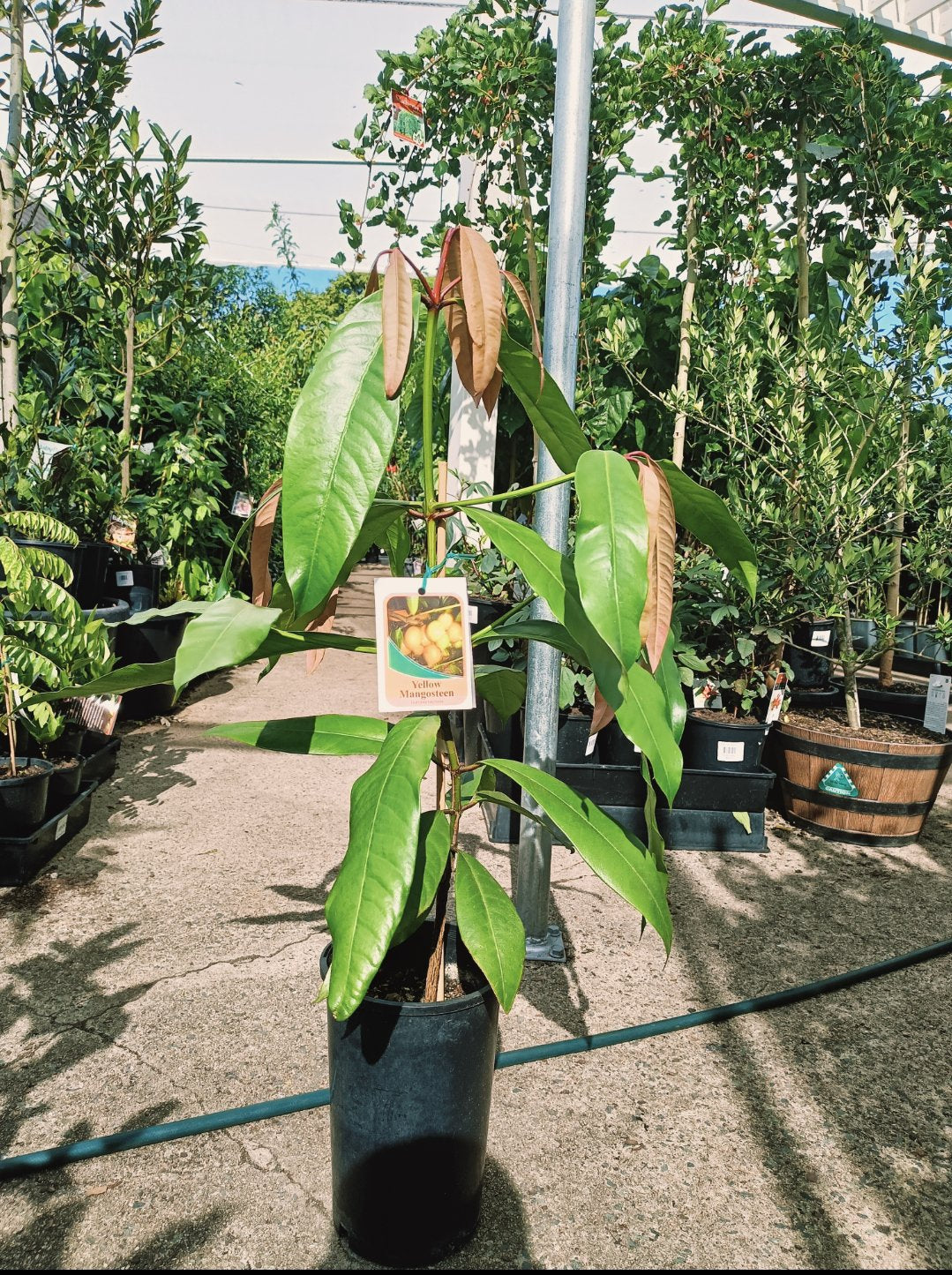 Yellow Mangosteen (Garcinia tinctori)