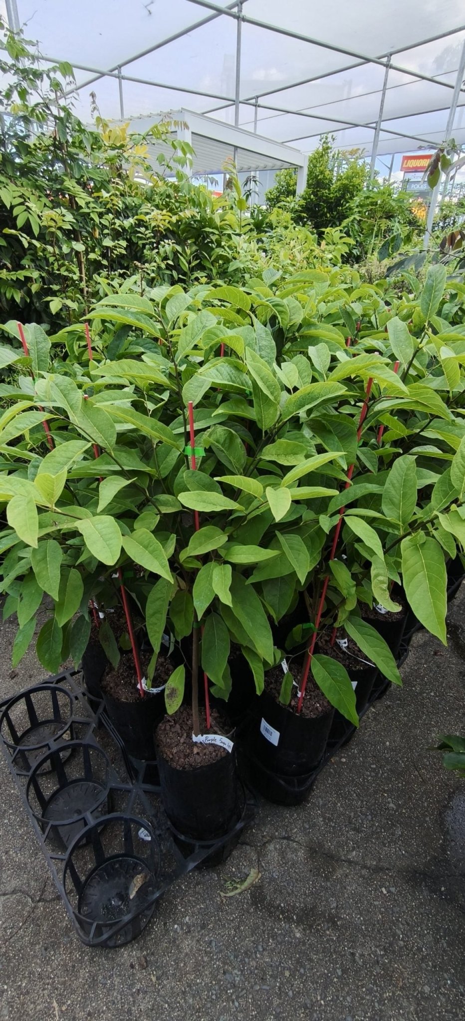Purple Sugar Apple - Ladybird Nursery