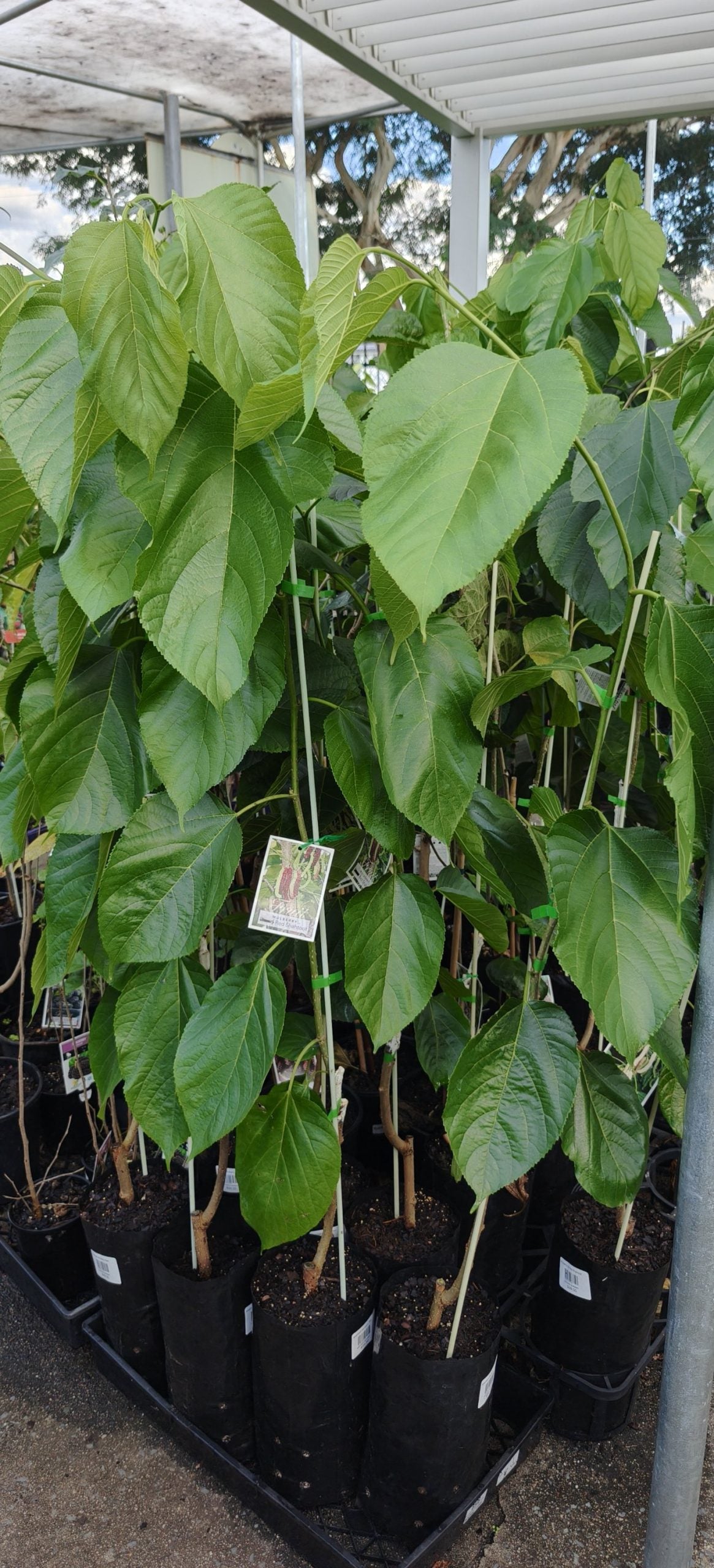 Mulberry White Shahtoot