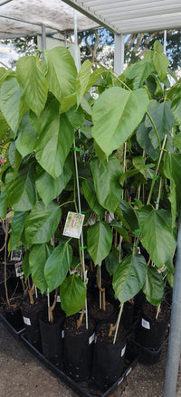 Mulberry White Shahtoot