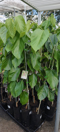 Dwarf Mulberry Red Shahtoot - Ladybird Nursery