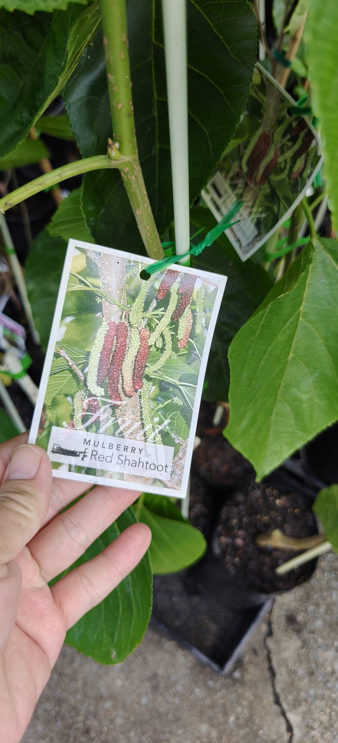 Dwarf Mulberry Red Shahtoot