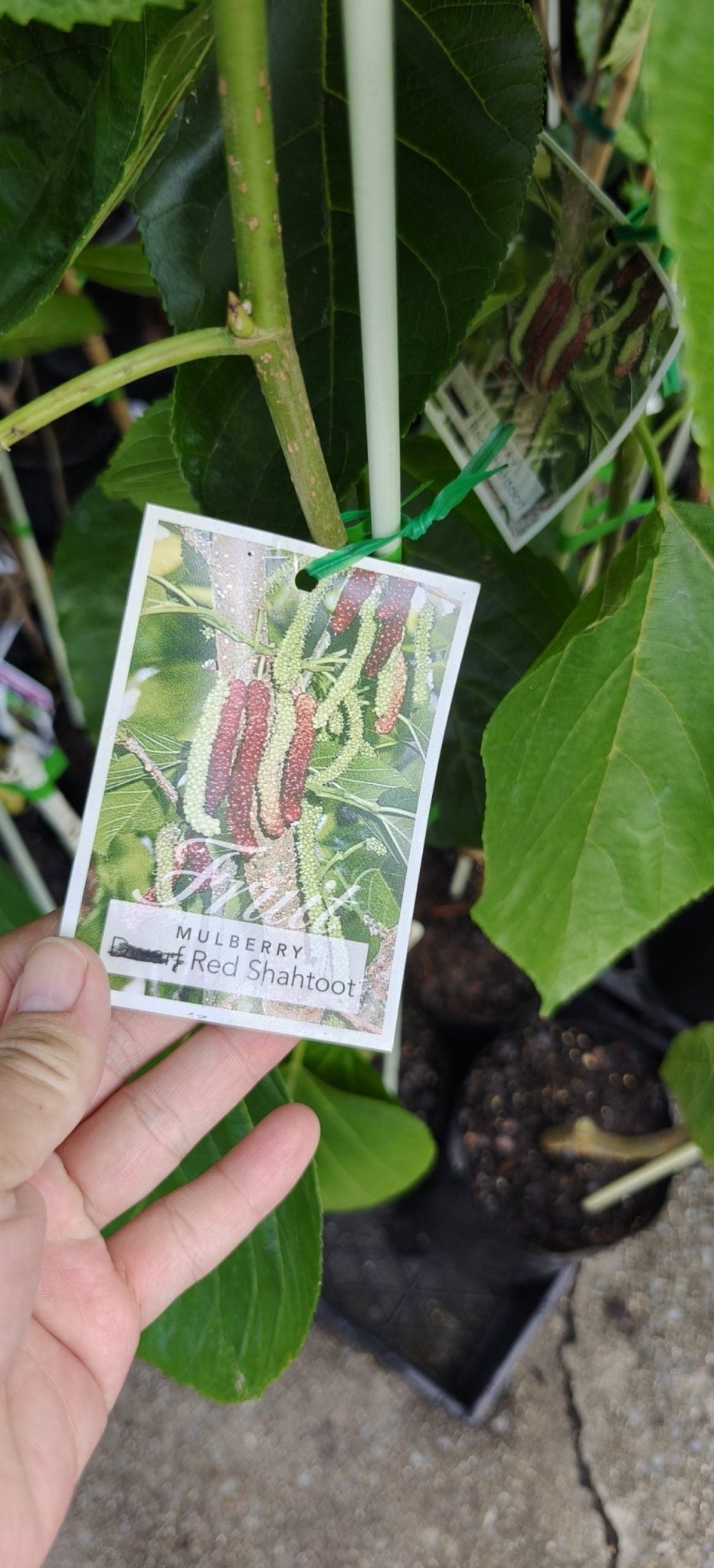 Dwarf Mulberry Red Shahtoot - Ladybird Nursery