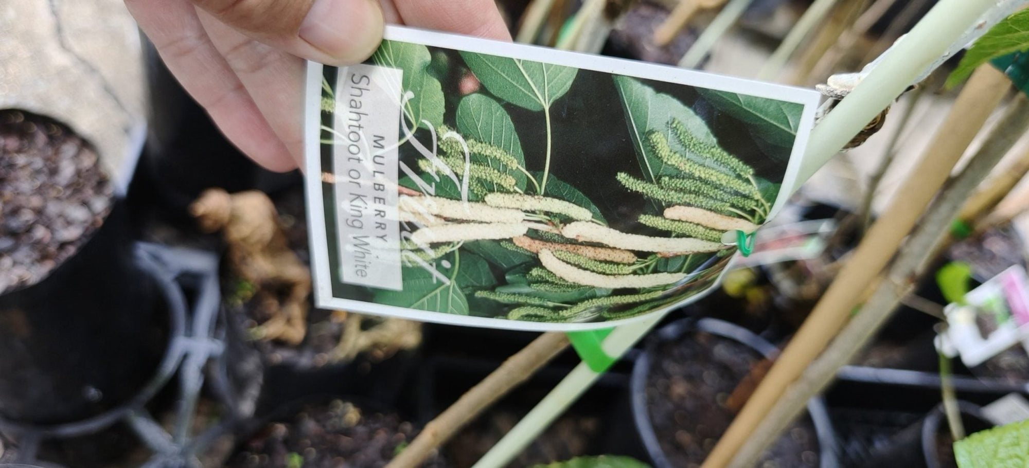 Mulberry White Shahtoot - Ladybird Nursery