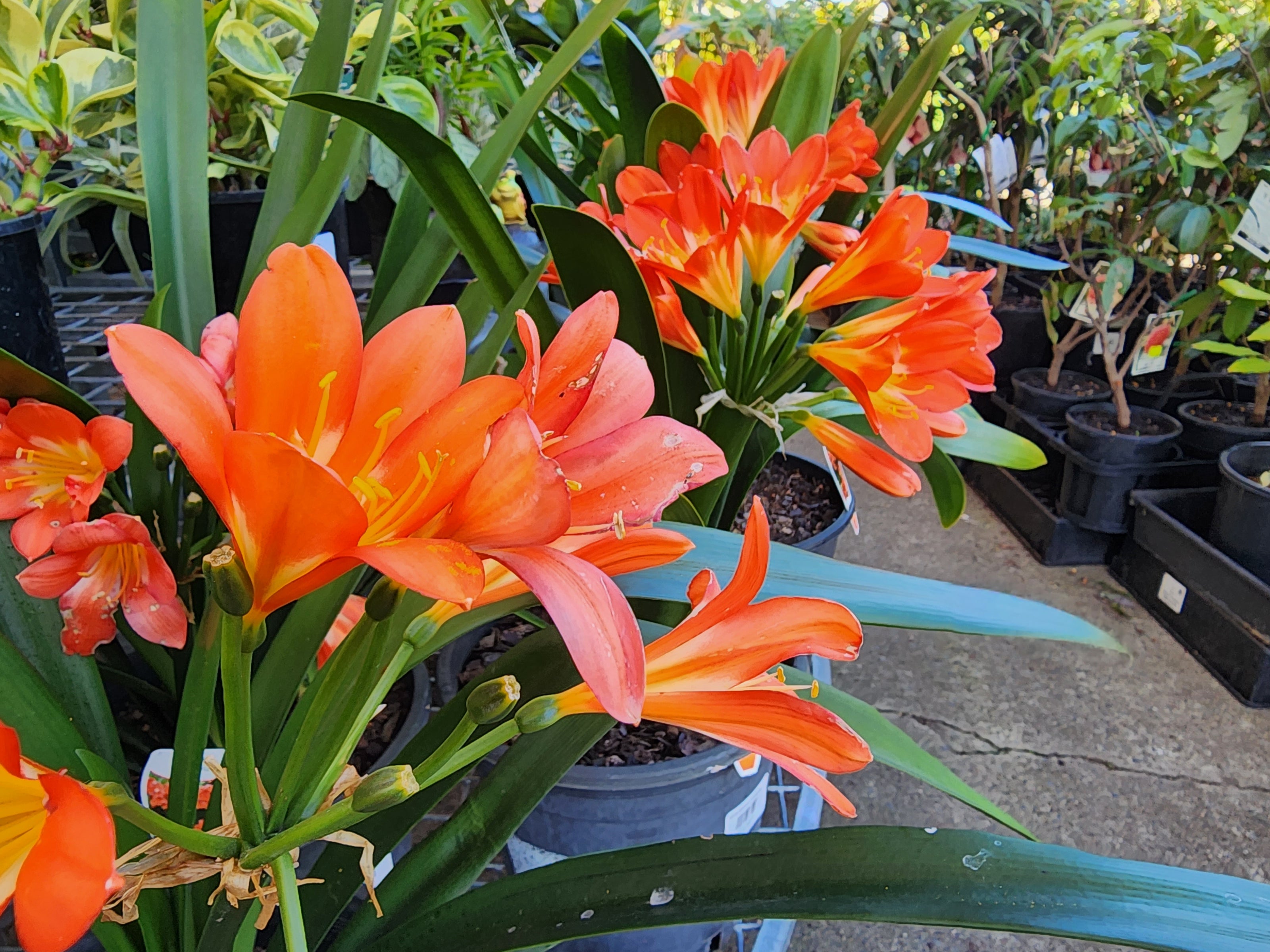 Bright orange Clivia flowers with long green leaves in black nursery pots on concrete floor