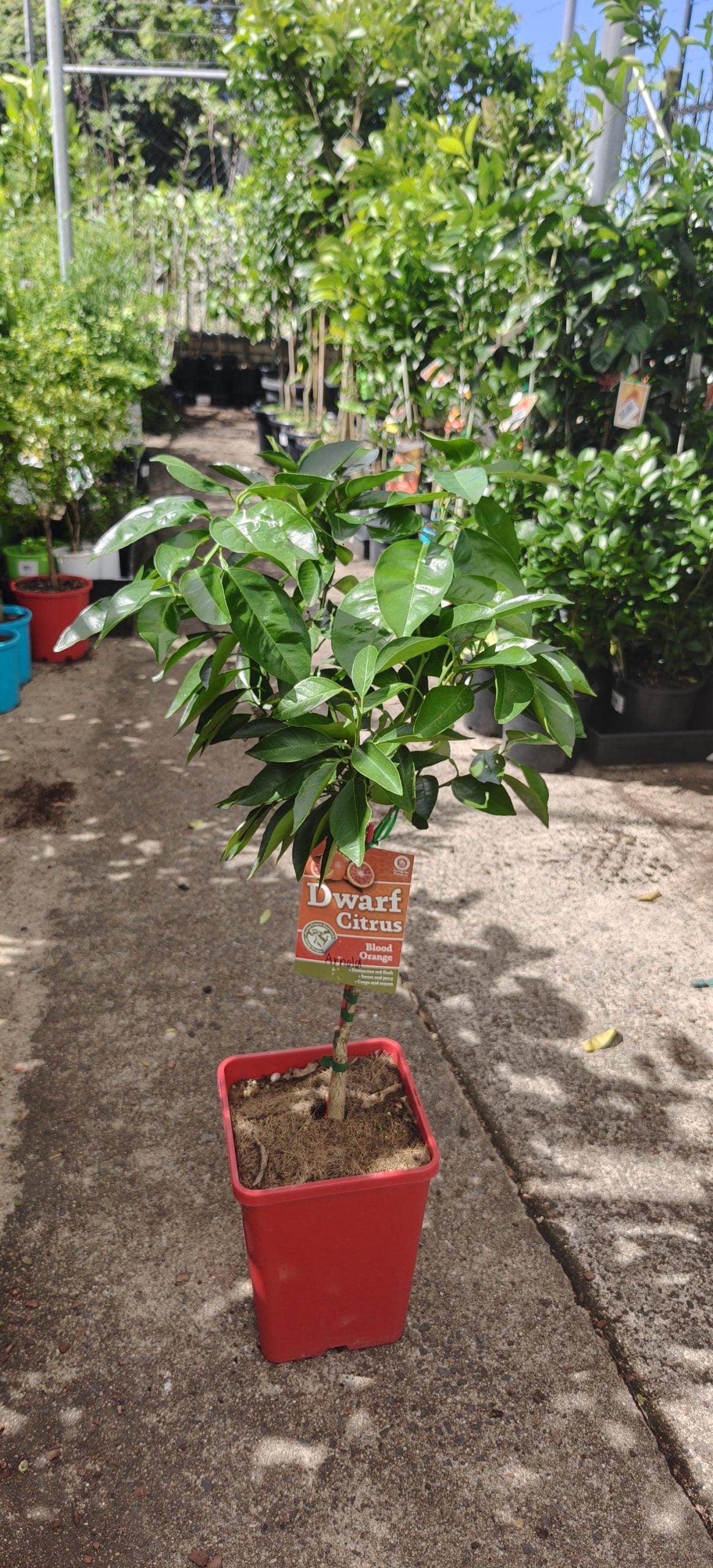 Dwarf Orange Arnold Blood