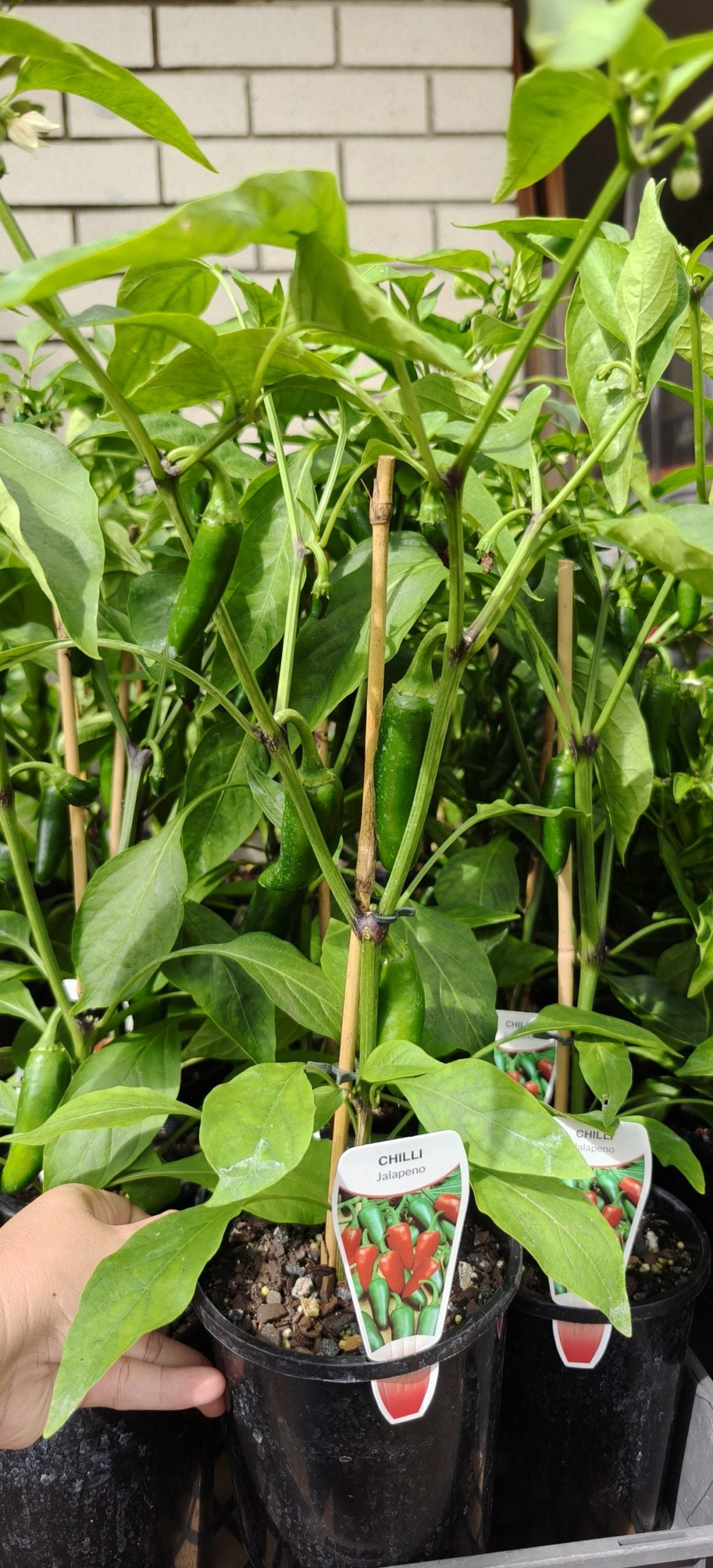 Chilli 'Jalapeno'