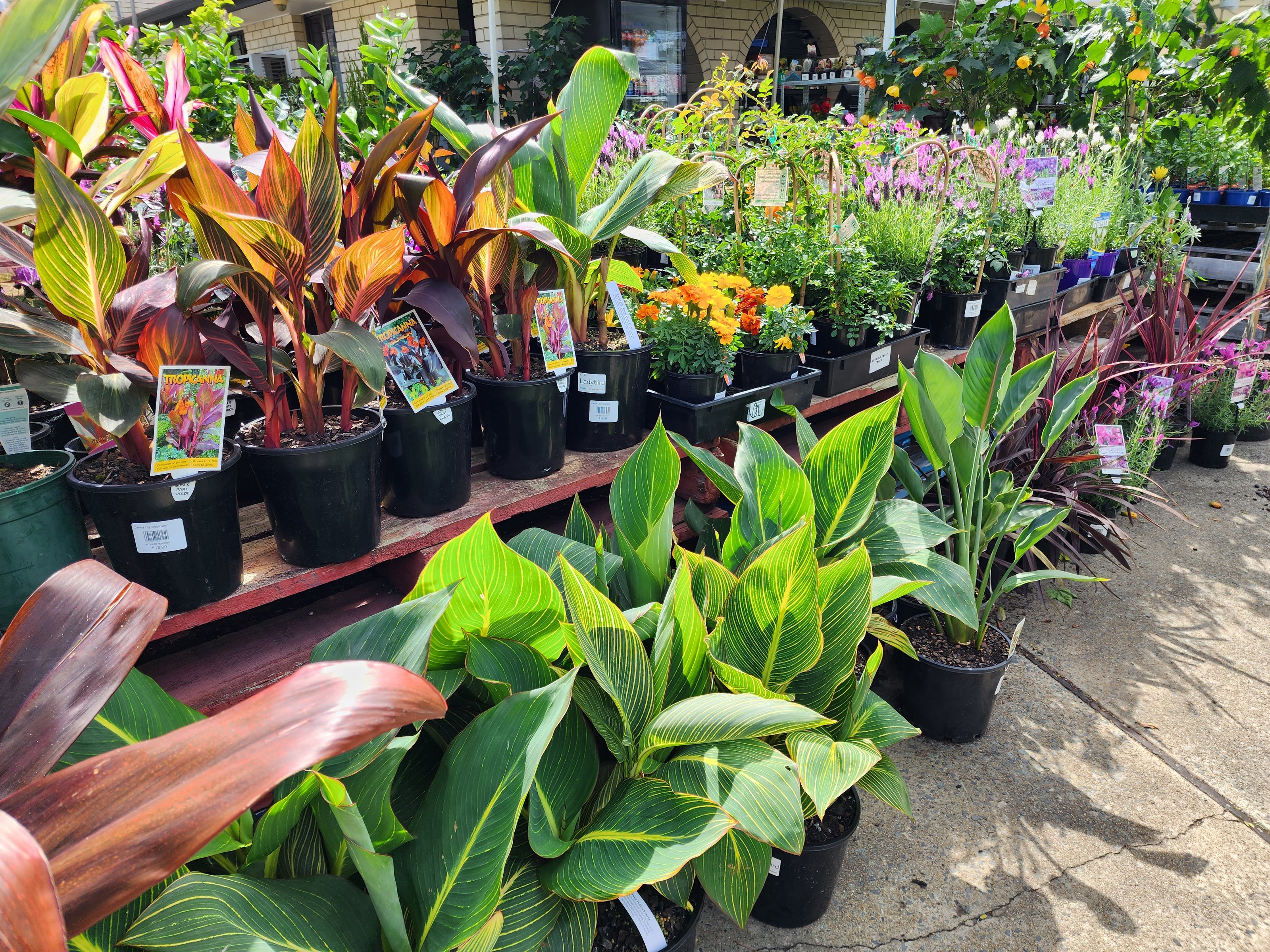 Diverse collection of potted tropical and flowering plants displayed outdoors in bright sunlight.