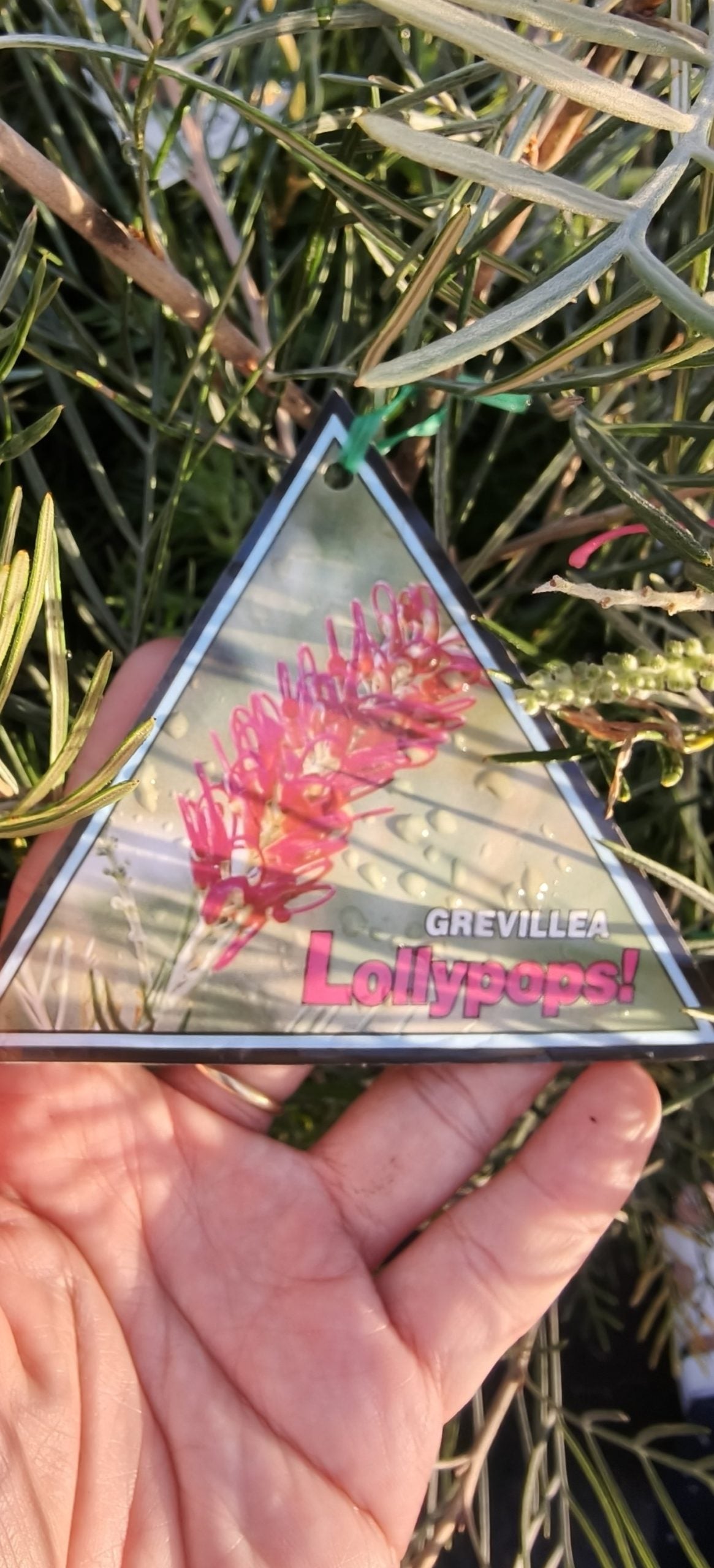 Grevillea Lollipops