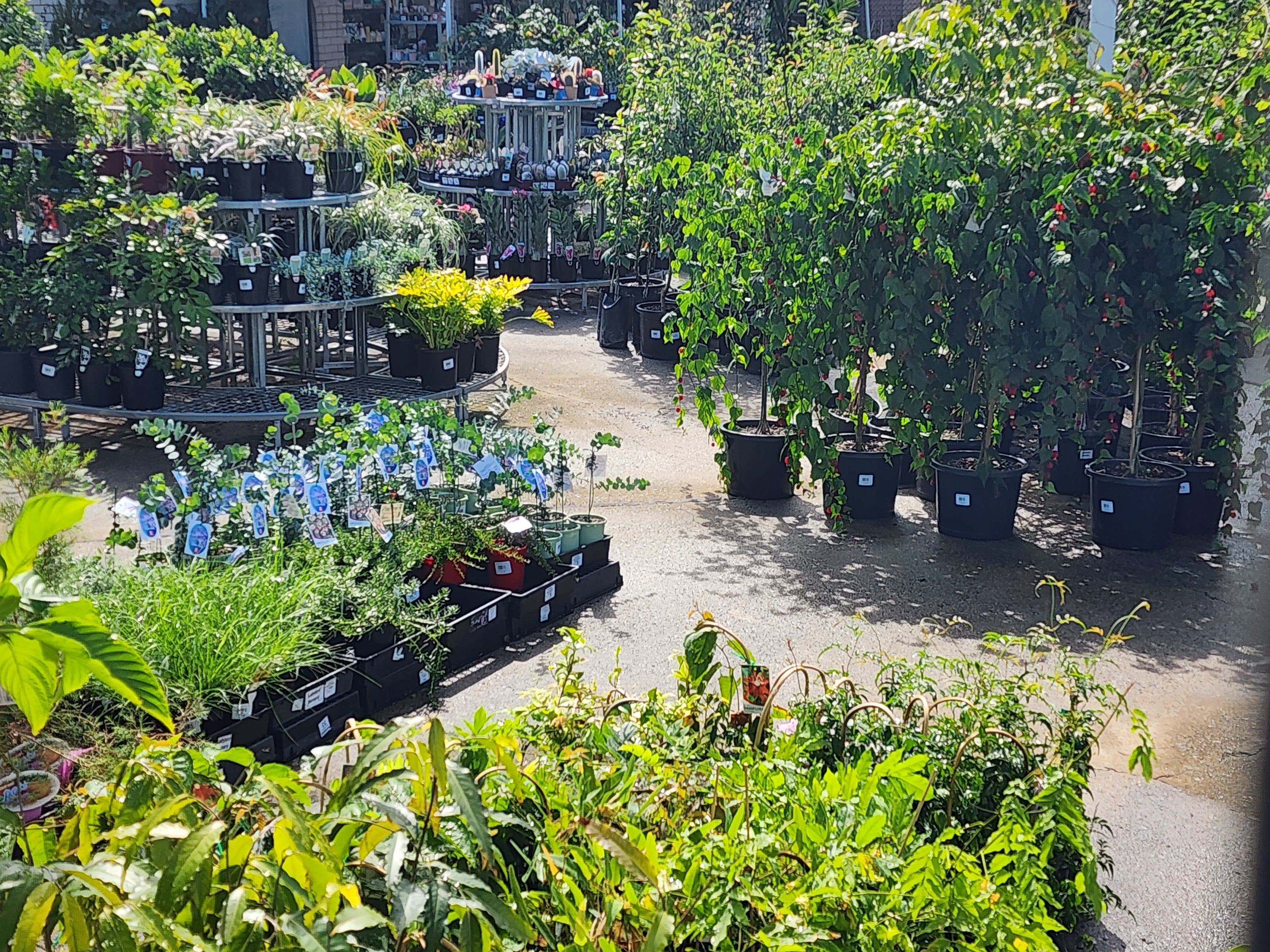 Nursery with various potted plants including flowering shrubs and leafy greenery displayed on concrete ground under sunlight