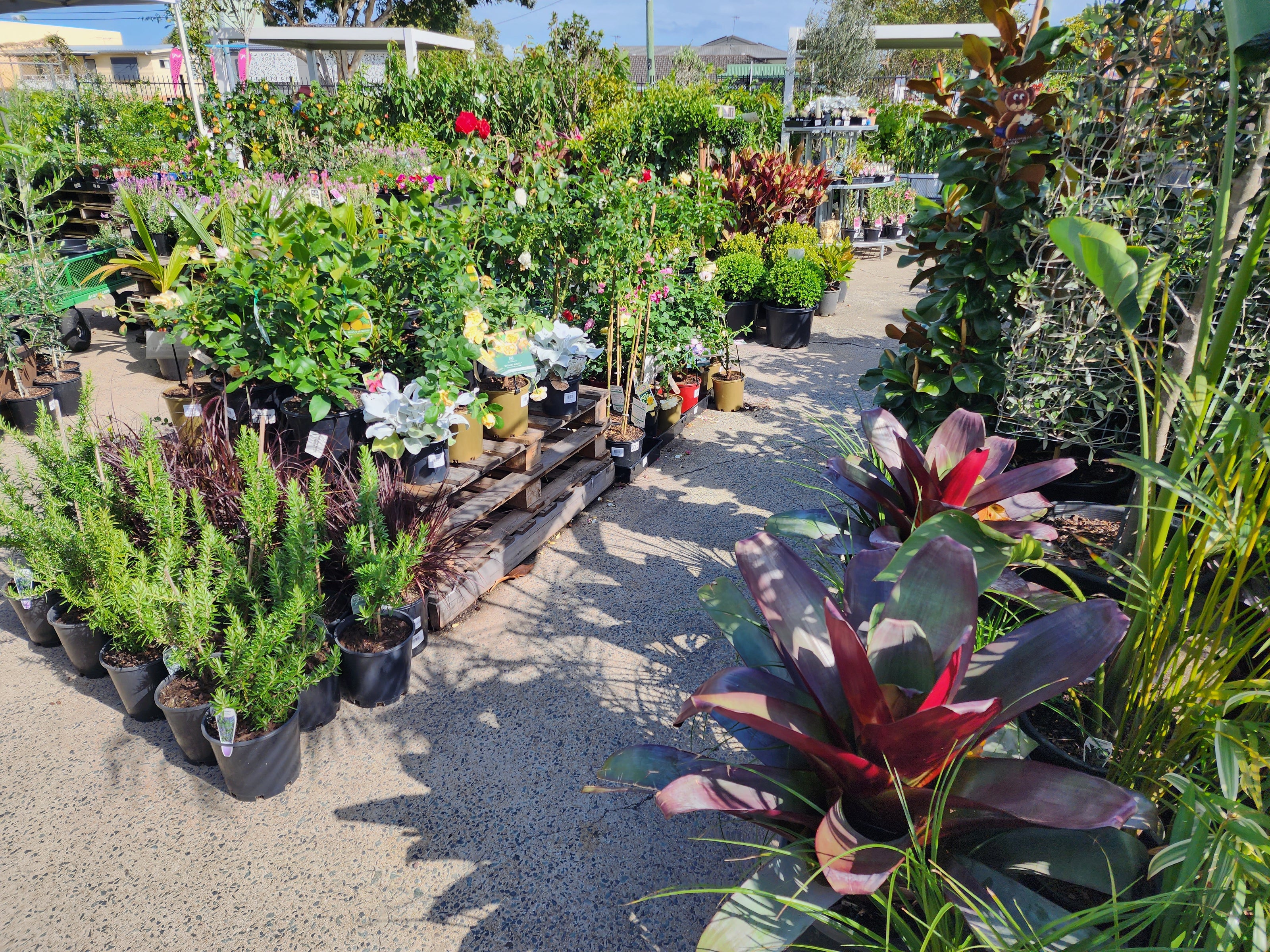 Outdoor nursery with various potted plants including flowering shrubs and leafy tropicals under bright sunlight