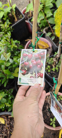 Cherry 'Stella' - Ladybird Nursery