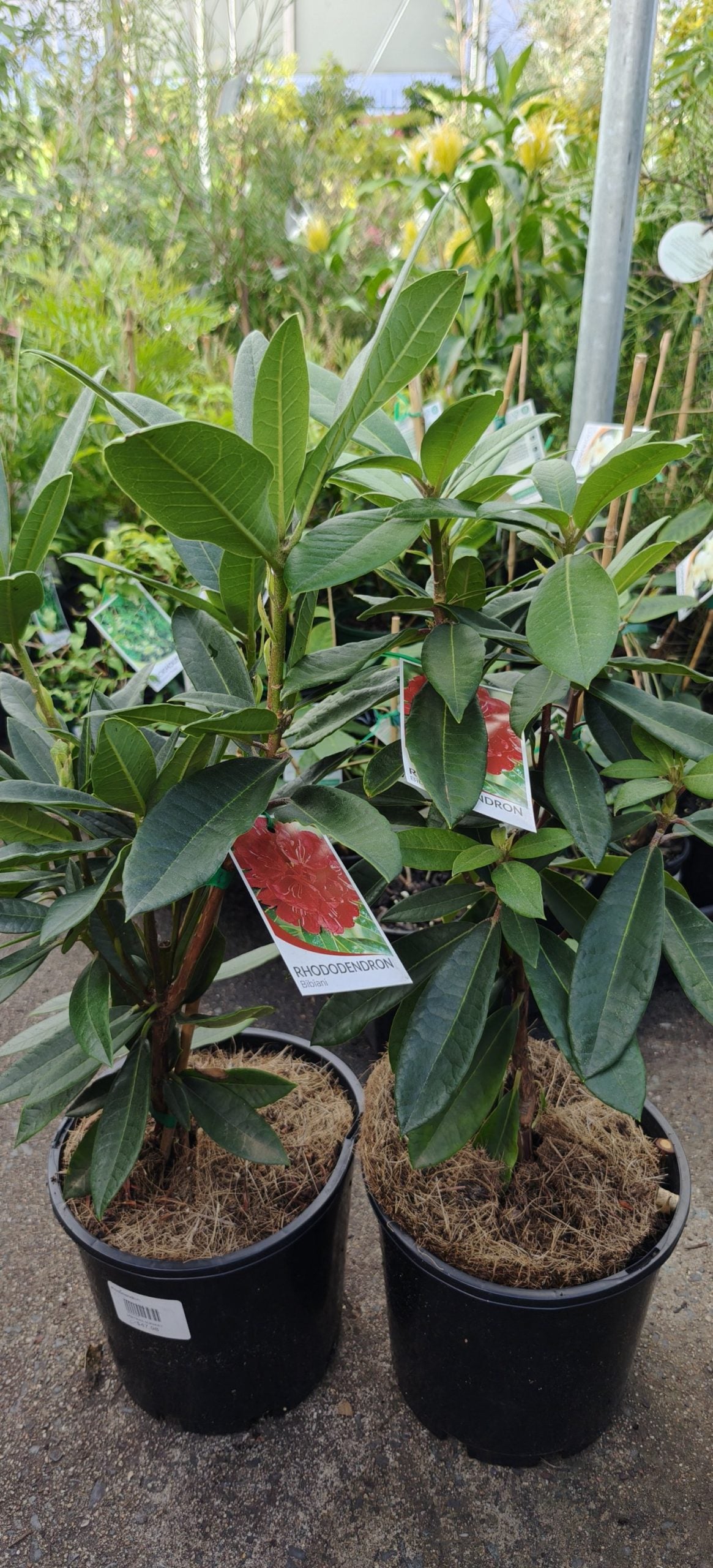 Rhododendron Bibiani