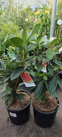 Rhododendron Bibiani - Ladybird Nursery