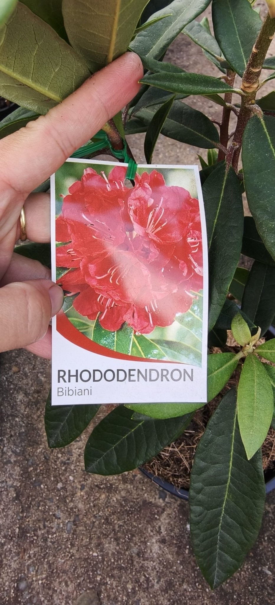 Rhododendron Bibiani - Ladybird Nursery