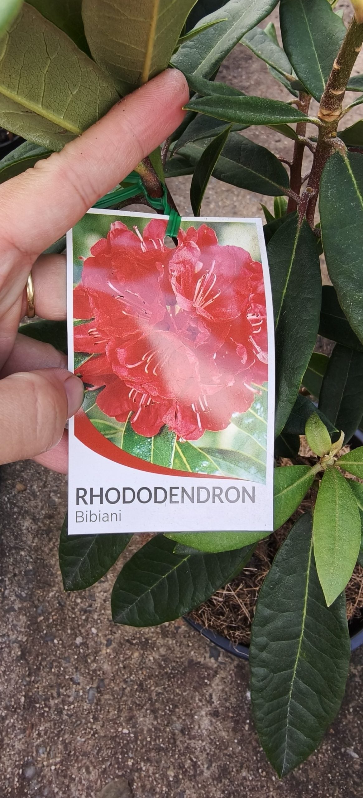 Rhododendron Bibiani