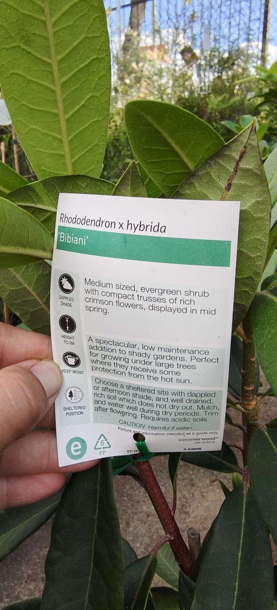 Rhododendron Bibiani