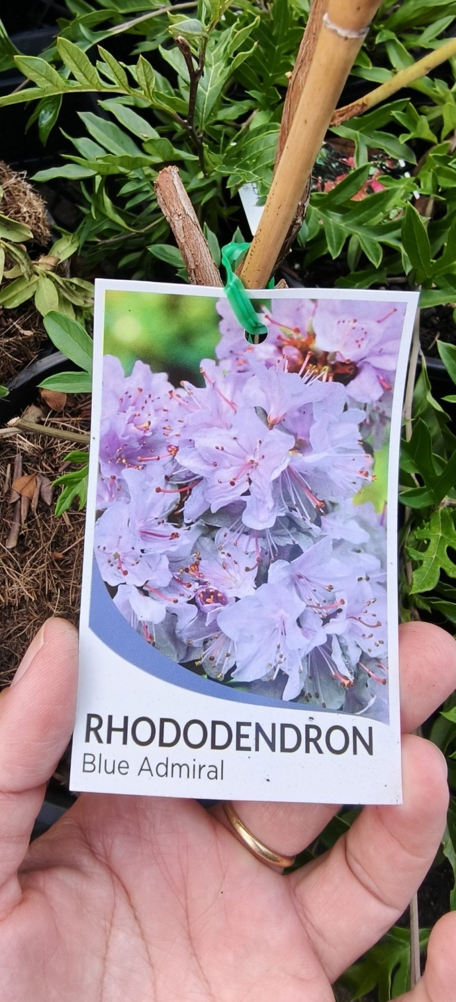Rhododendron Blue Admiral - Ladybird Nursery