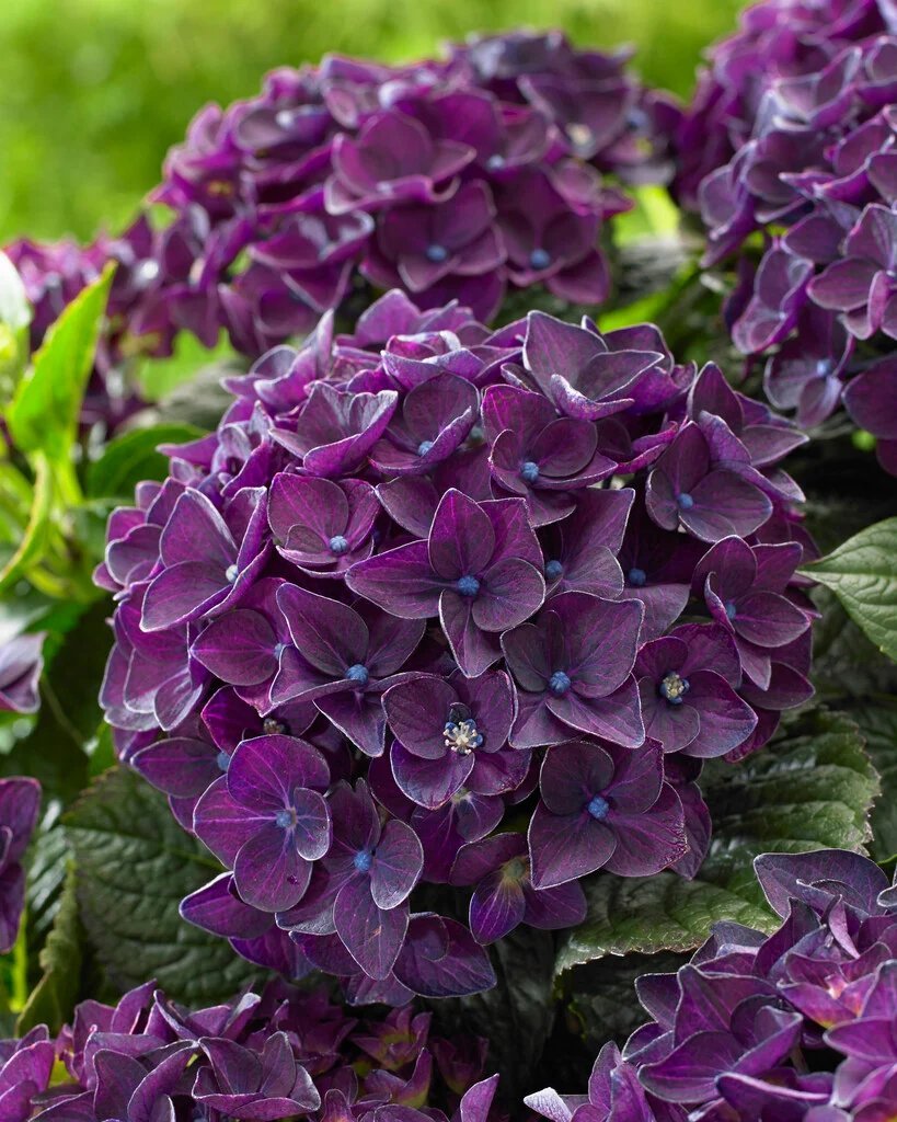 Hydrangea Deep Purple - Ladybird Nursery