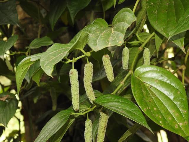 Wild Betel Leaf (Piper sarmentosum Robx.) - Ladybird Nursery