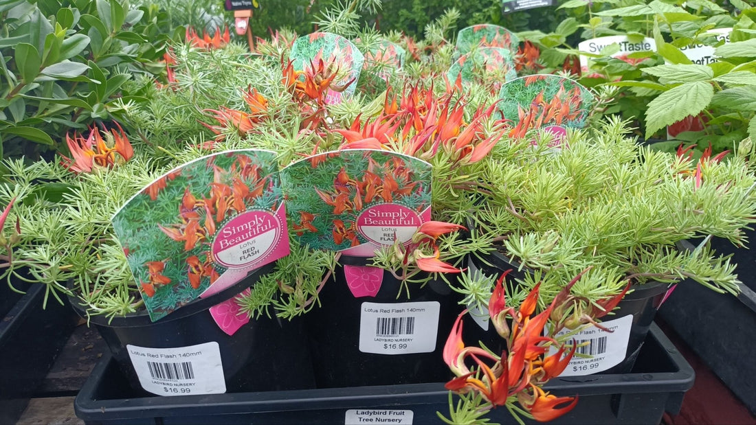 Lotus Red Flash(Lotus hybrid) - Ladybird Nursery