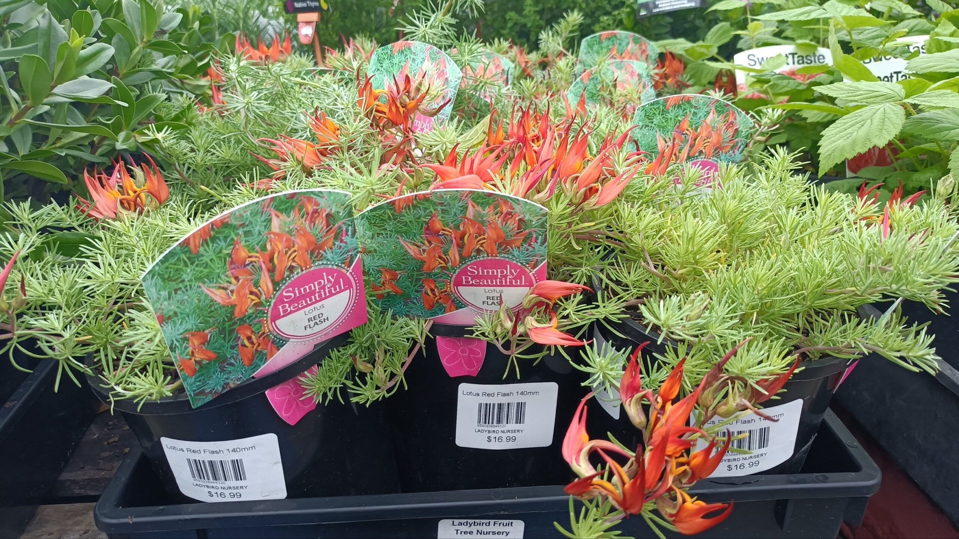 Lotus Red Flash(Lotus hybrid)