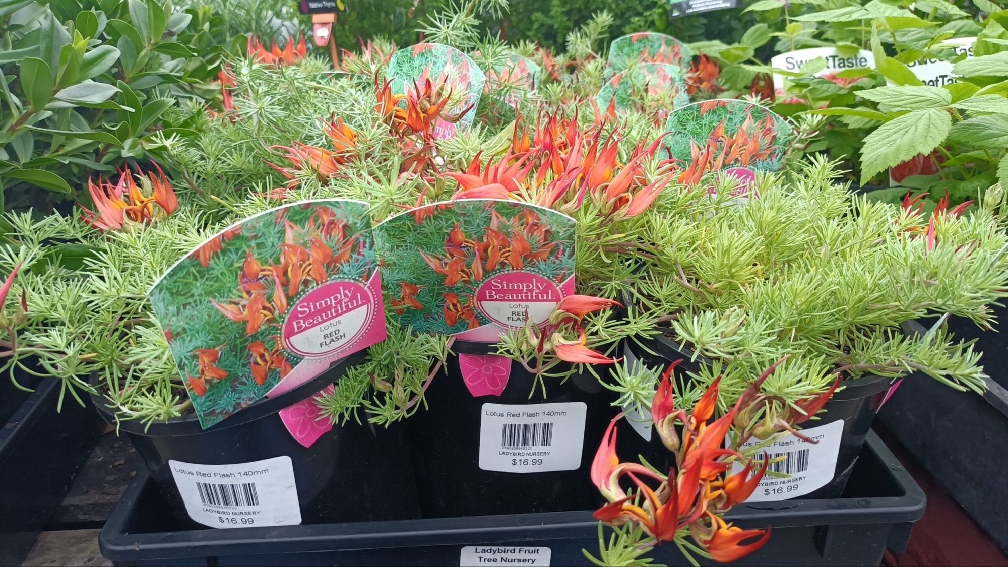 Lotus Red Flash(Lotus hybrid) - Ladybird Nursery