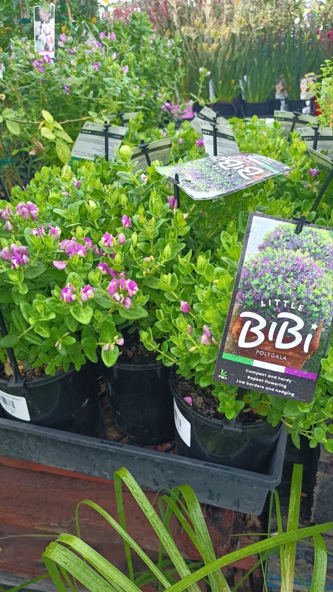 Sweet Pea Shrub 'Little Bibi' (Polygala) - Ladybird Nursery