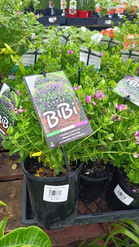 Sweet Pea Shrub 'Little Bibi' (Polygala) - Ladybird Nursery