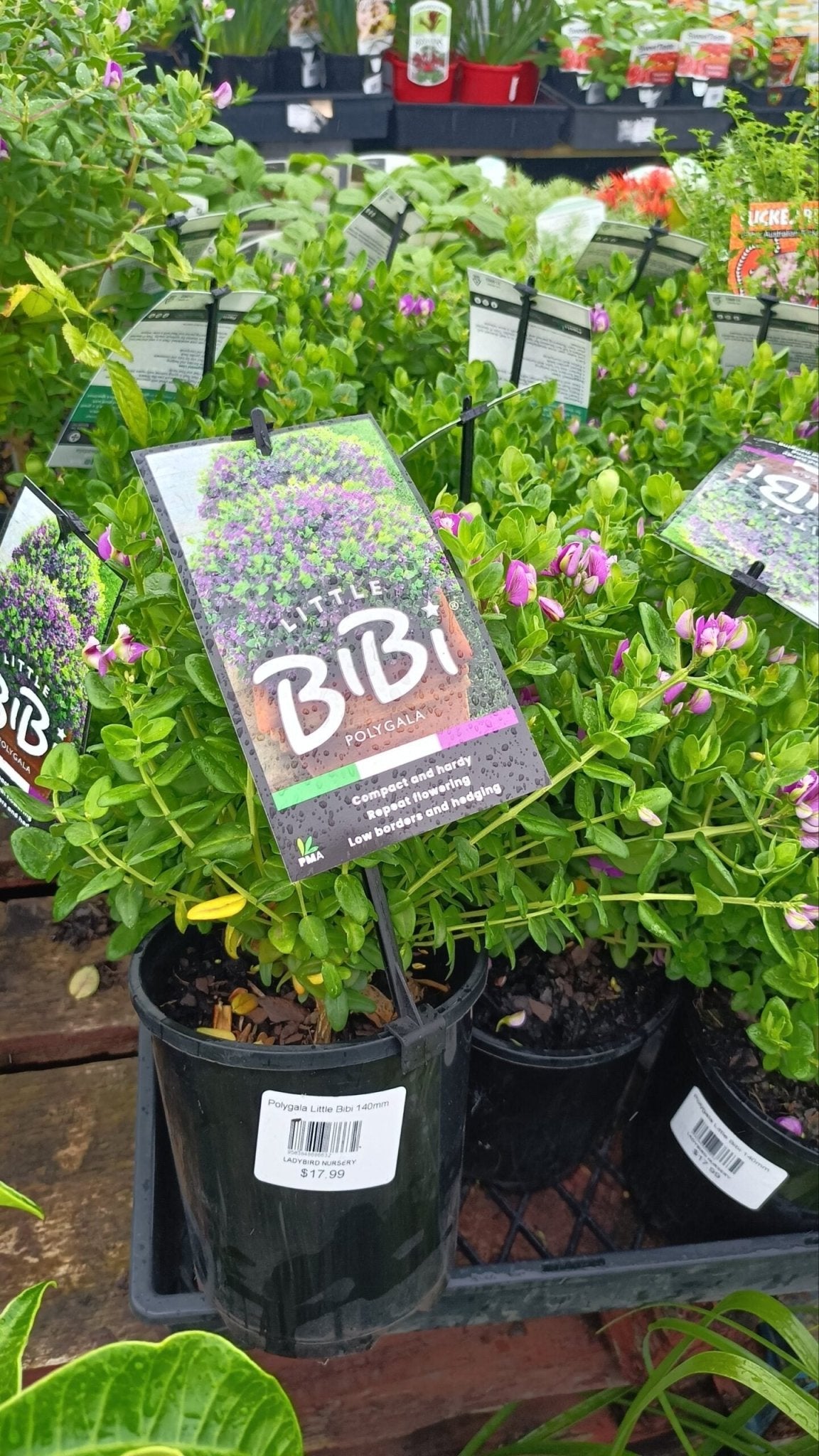 Sweet Pea Shrub 'Little Bibi' (Polygala) - Ladybird Nursery