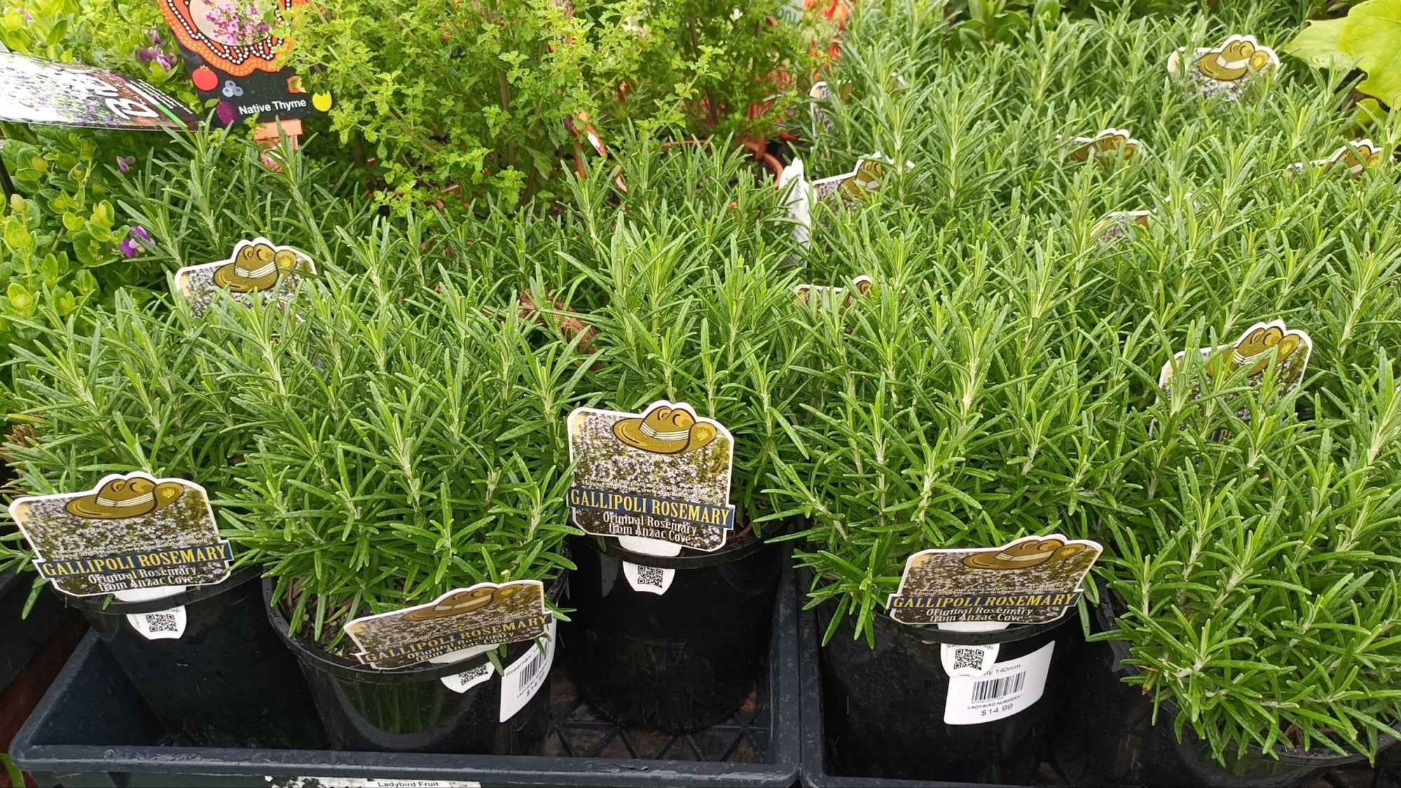 Rosemary Gallipoli (Rosmarinus officinalis) - Ladybird Nursery