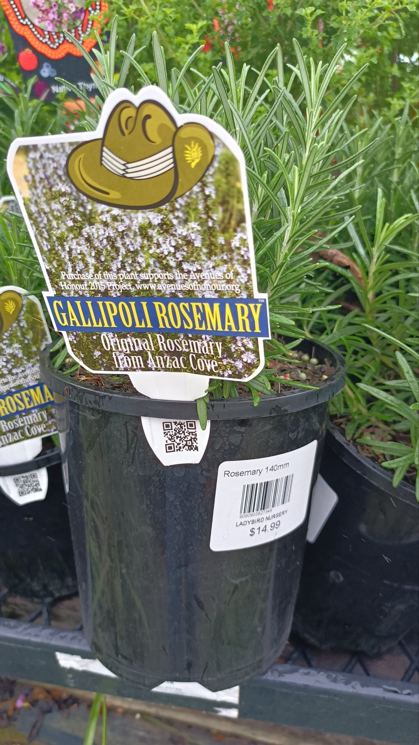 Rosemary Gallipoli (Rosmarinus officinalis)