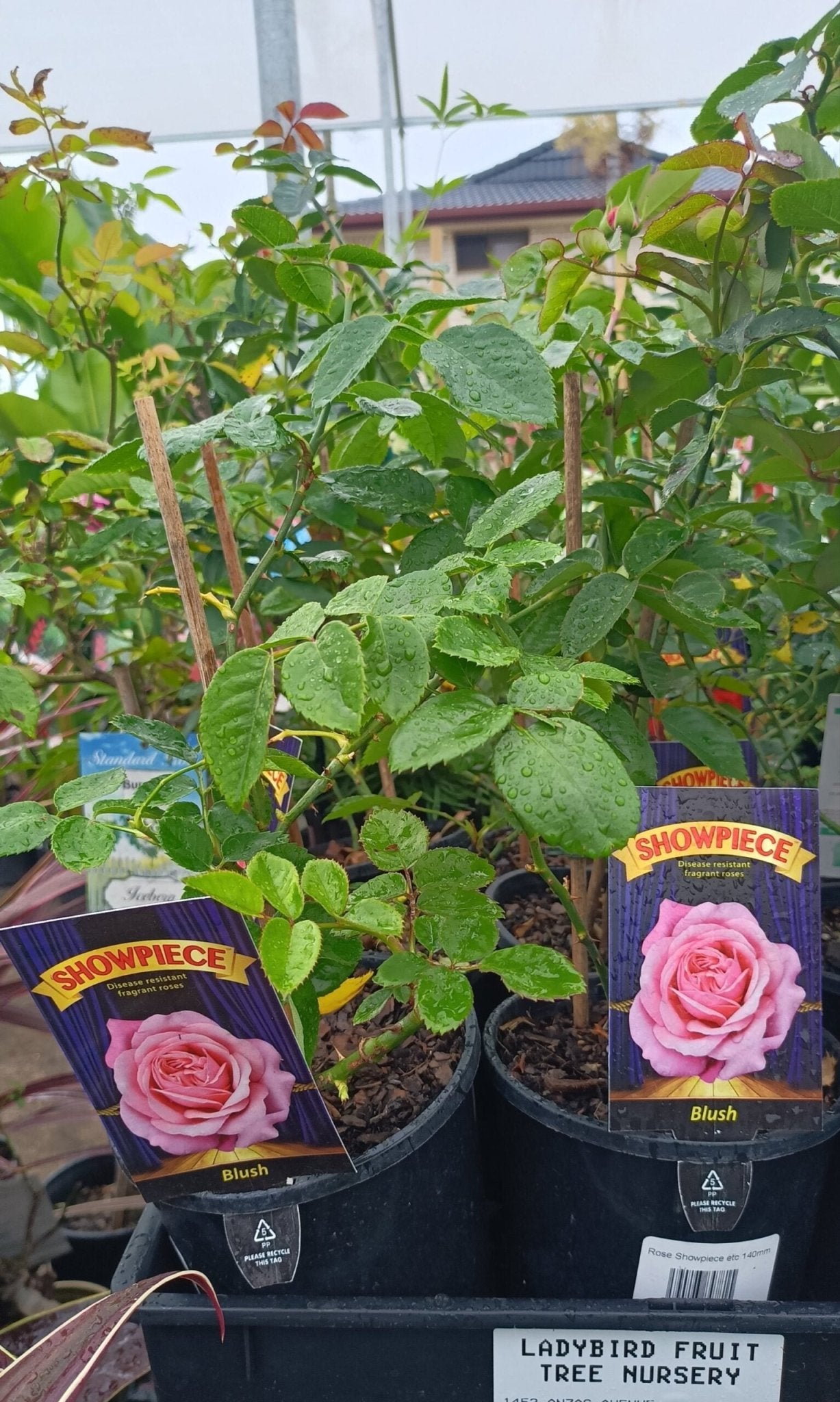 Rose Showpiece™ Blush (Rosa) - Ladybird Nursery