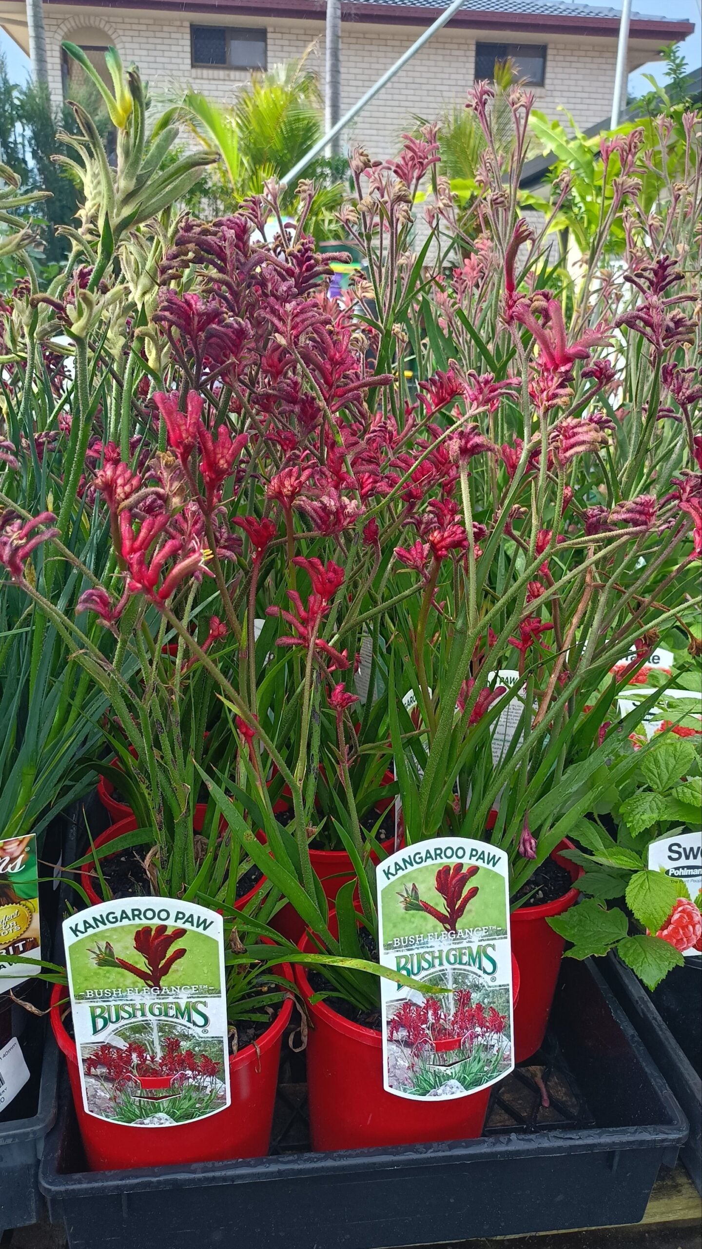 Kangaroo Paw Big Red (Anigozanthos)