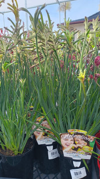 Green Kangaroo Paw(Anigozanthos hybrid KPAUSP)
