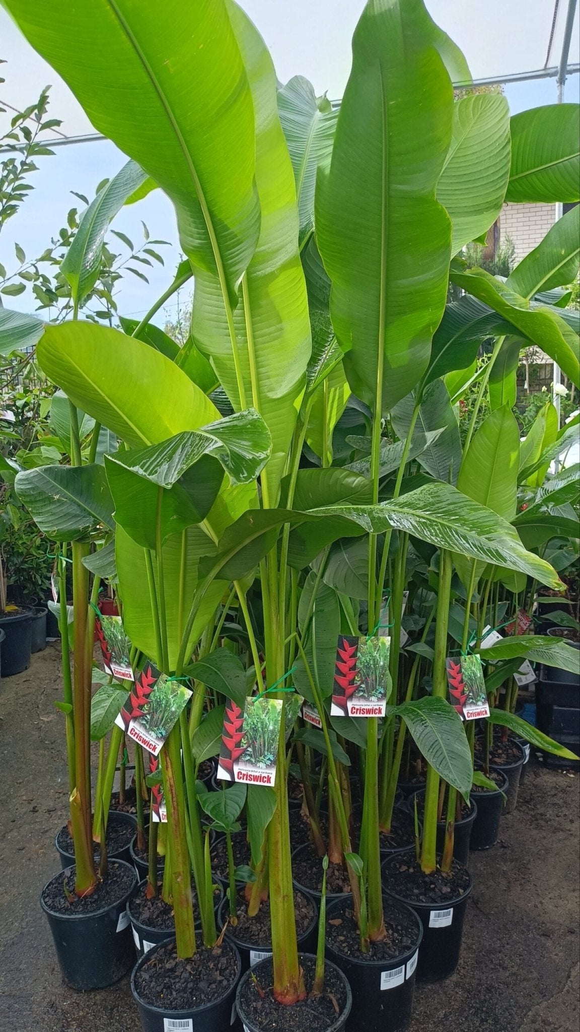 Heliconia bihai x caribaea 'Criswick' - Ladybird Nursery