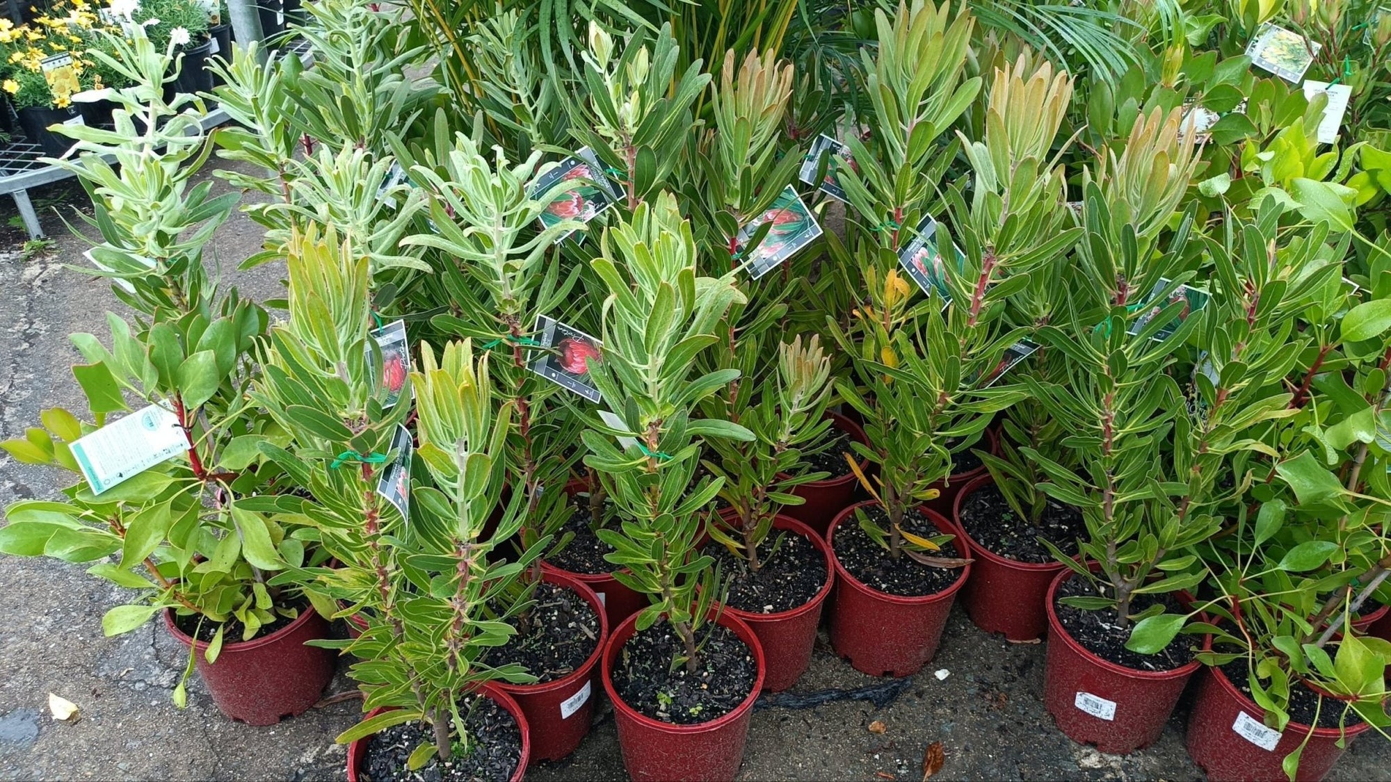 Pink Ice Protea (Protea) 200mm - Ladybird Nursery