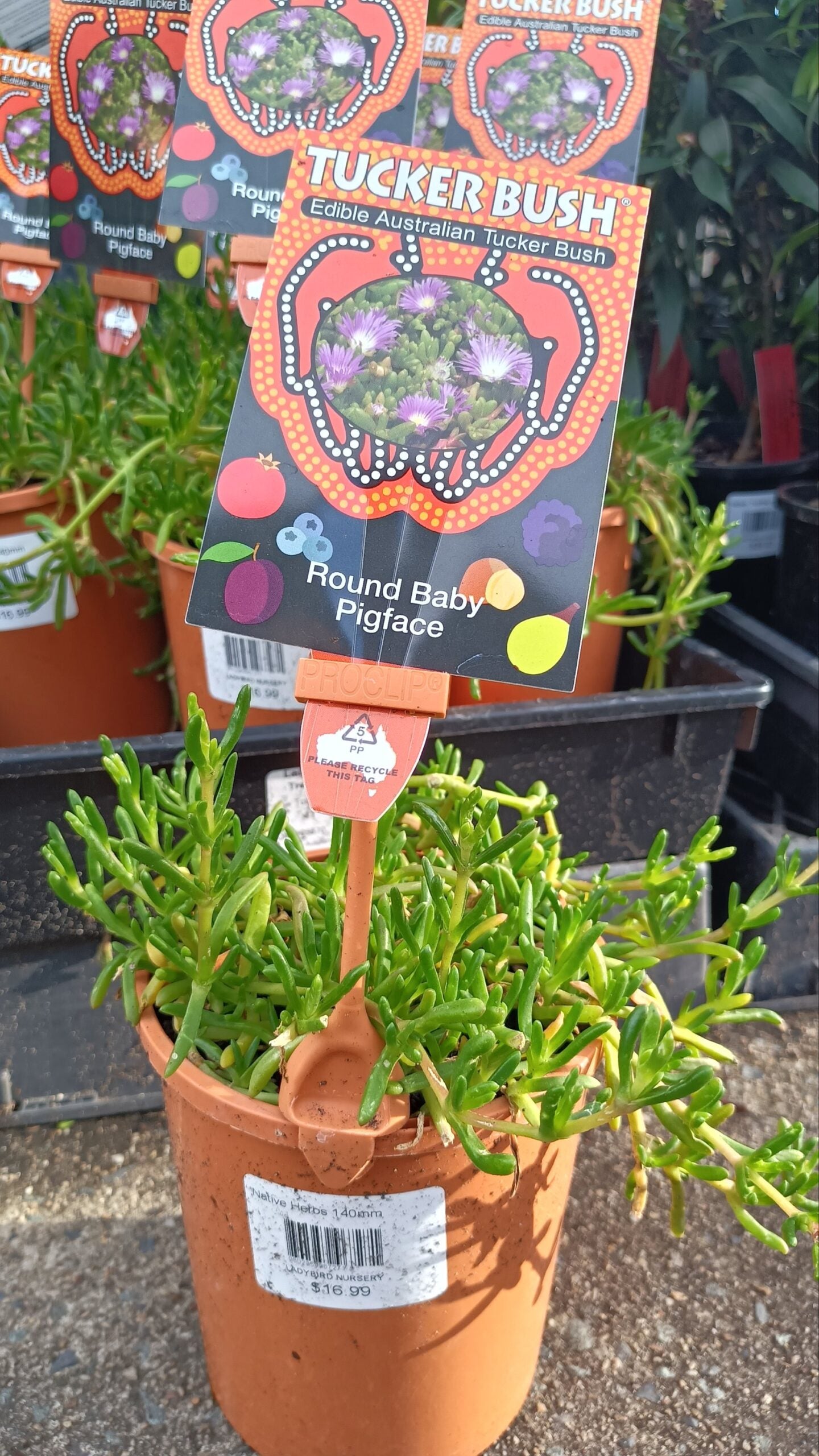 Tucker bush Round baby pig face (Disphyma crassifolium ssp. clavellatum)