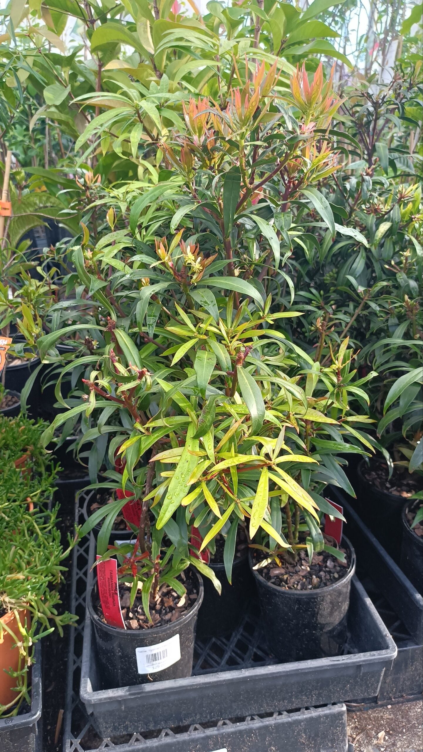 Native Pepper Berry (Tasmannia insipida) FEMALE