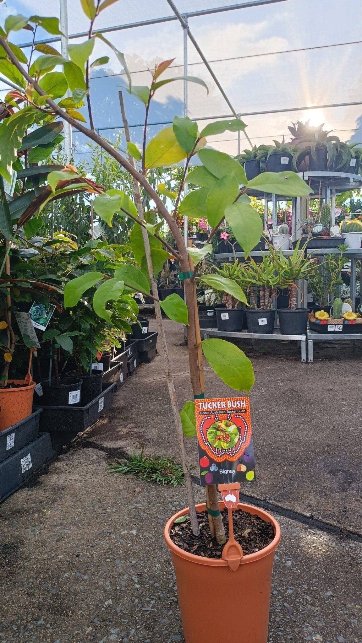 Tucker bush Bignay (Antidesma bunius) - Ladybird Nursery