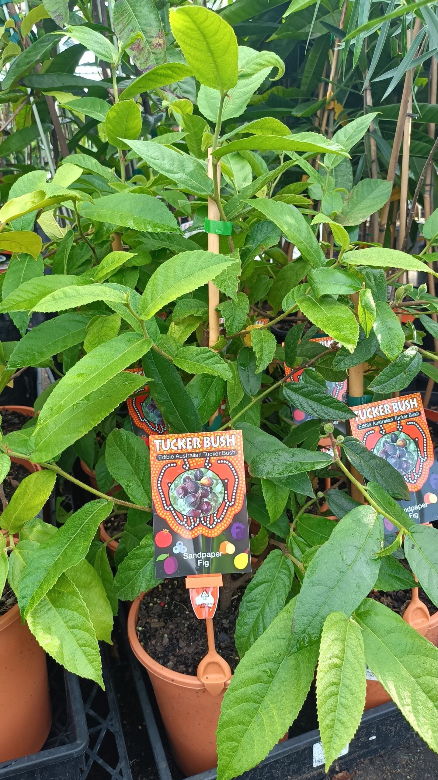 Tucker bush Sandpaper Fig (Ficus coronata)