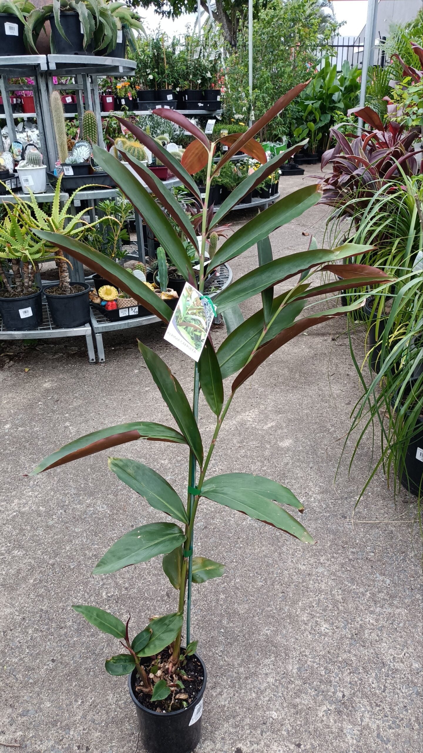 Native Ginger Red Form